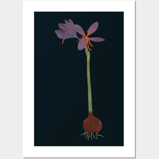 Saffron crocus dark Posters and Art